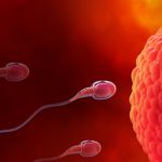 spermatozoizi in saptamana 1 de sarcina