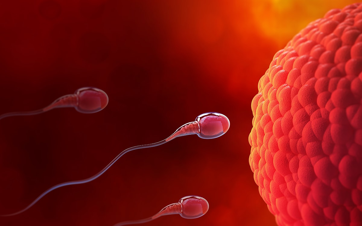 spermatozoizi in saptamana 1 de sarcina