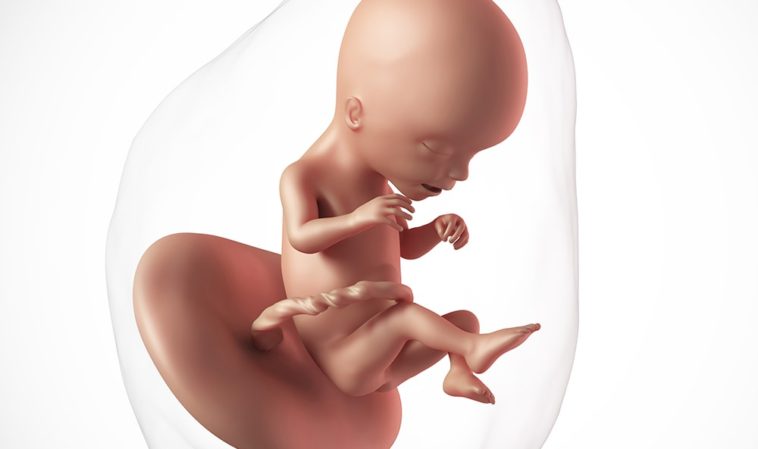 fetus in saptamana 17 de sarcina