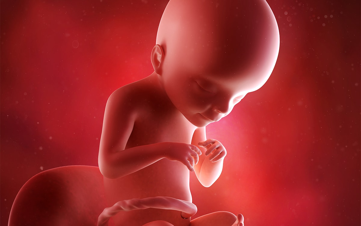 21 de săptămâni însărcinate: dezvoltarea fetală și ce se întâmplă cu mama - Naştere June
