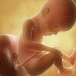 fetus in saptamana 27 de sarcina