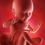 fetus in saptamana 34 de sarcina