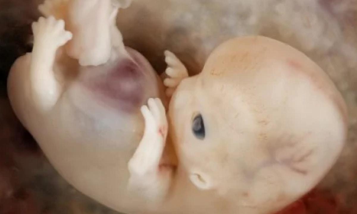 Cum se crește și se dezvoltă Bebe în burtică – imagini reale | VIDEO