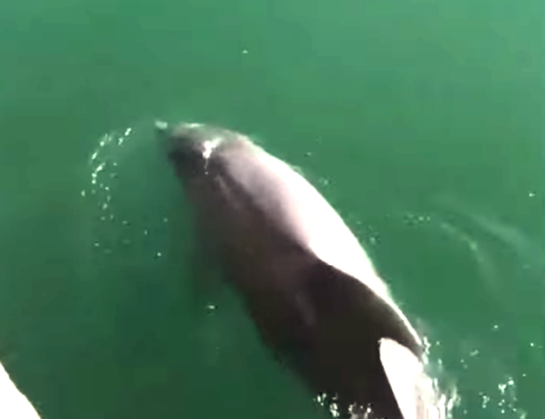 Carantina Coronavirus aduce lebede și delfini în apele canalelor din Veneția – VIDEO